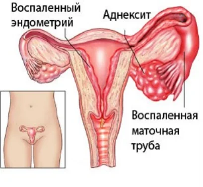 куку.png