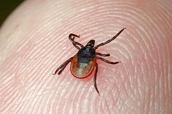 Что делать, если укусил клещ? Подробная информация здесь