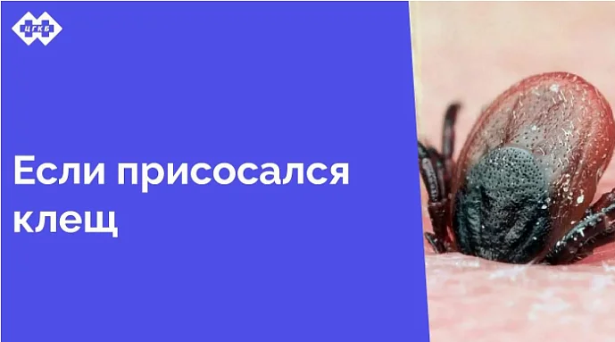 Теплая погода в январе способствовала раннему наступлению сезона активности клещей в Калининградской области. Уже в январе 2025 года зарегистрованы обращения пострадавших от укусов клещей