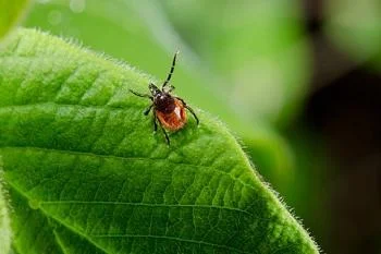 Осторожно клещ! 