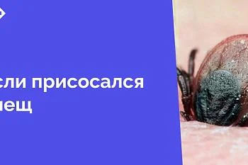 Теплая погода в январе способствовала раннему наступлению сезона активности клещей в Калининградской области. Уже в январе 2025 года зарегистрованы обращения пострадавших от укусов клещей