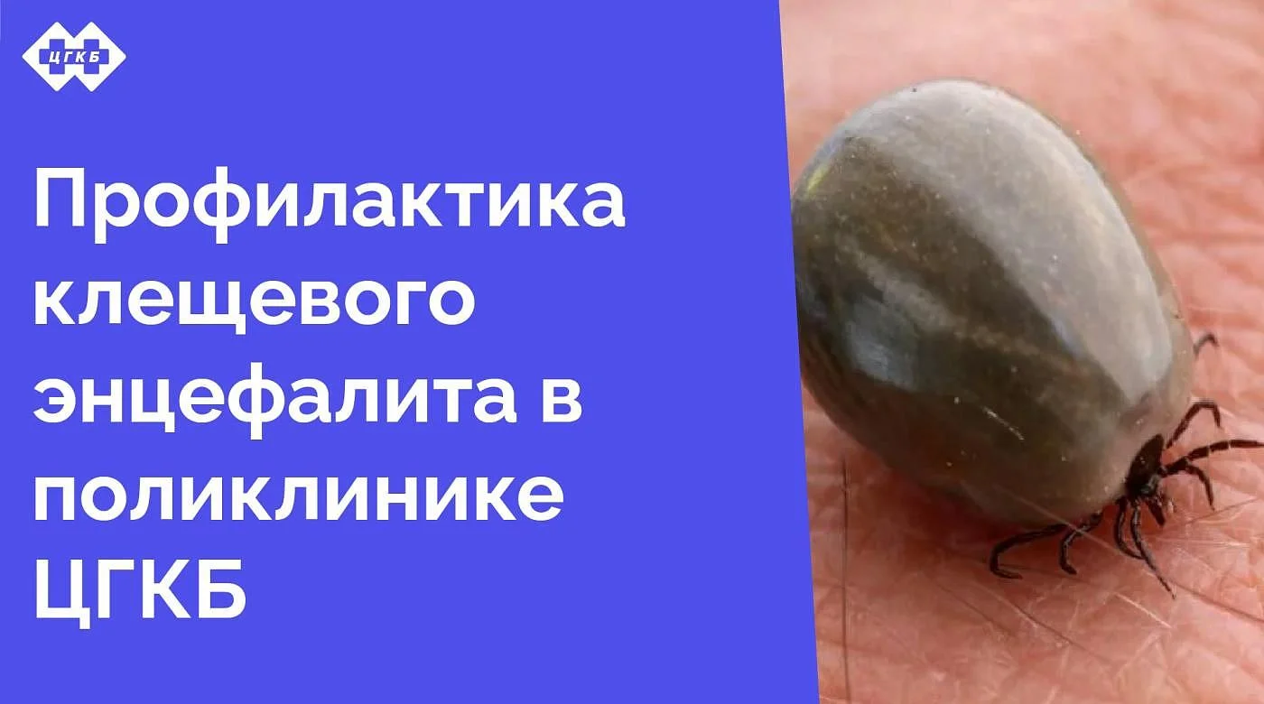 Клещевой энцефалит – опасное вирусное заболевание, поражающее нервную систему. Переносчиками вируса являются иксодовые клещи, обитающие в лесах, парках и даже на дачных участках  Клещевой энцефалит – опасное вирусное заболевание, поражающее нервную систему. Переносчиками вируса являются иксодовые клещи, обитающие в лесах, парках и даже на дачных участках